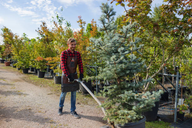 Trusted Lonoke, AR Tree Service Experts